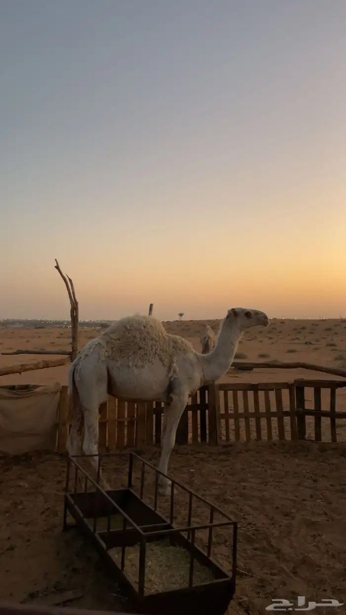 للبيع قعود مفرود طيب مغلق 0