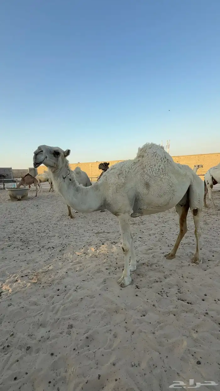 ضروبة وضحى طيبه للبيع 0