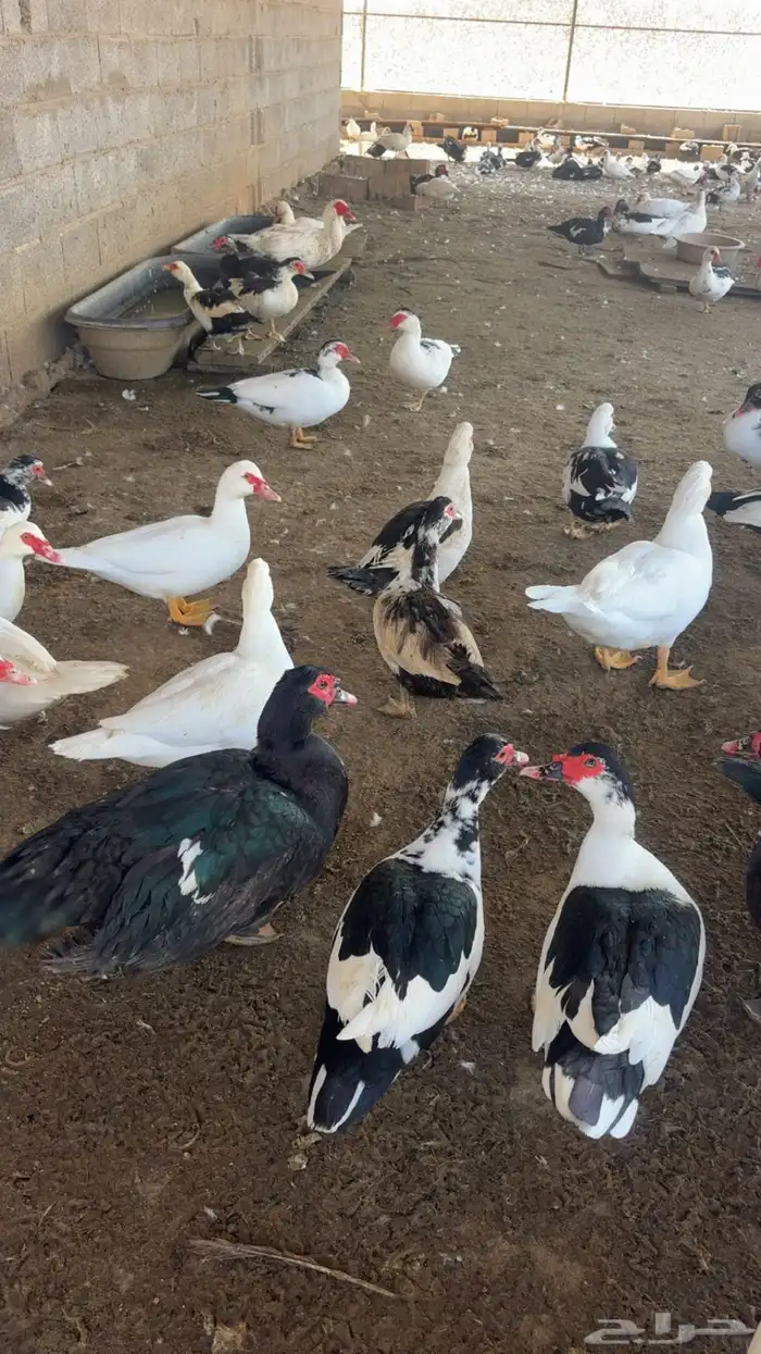 بط مسكوفي للبيع 1