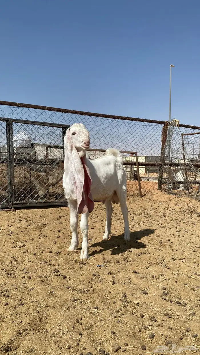 تيس هولندي نادر فحل صنف 2