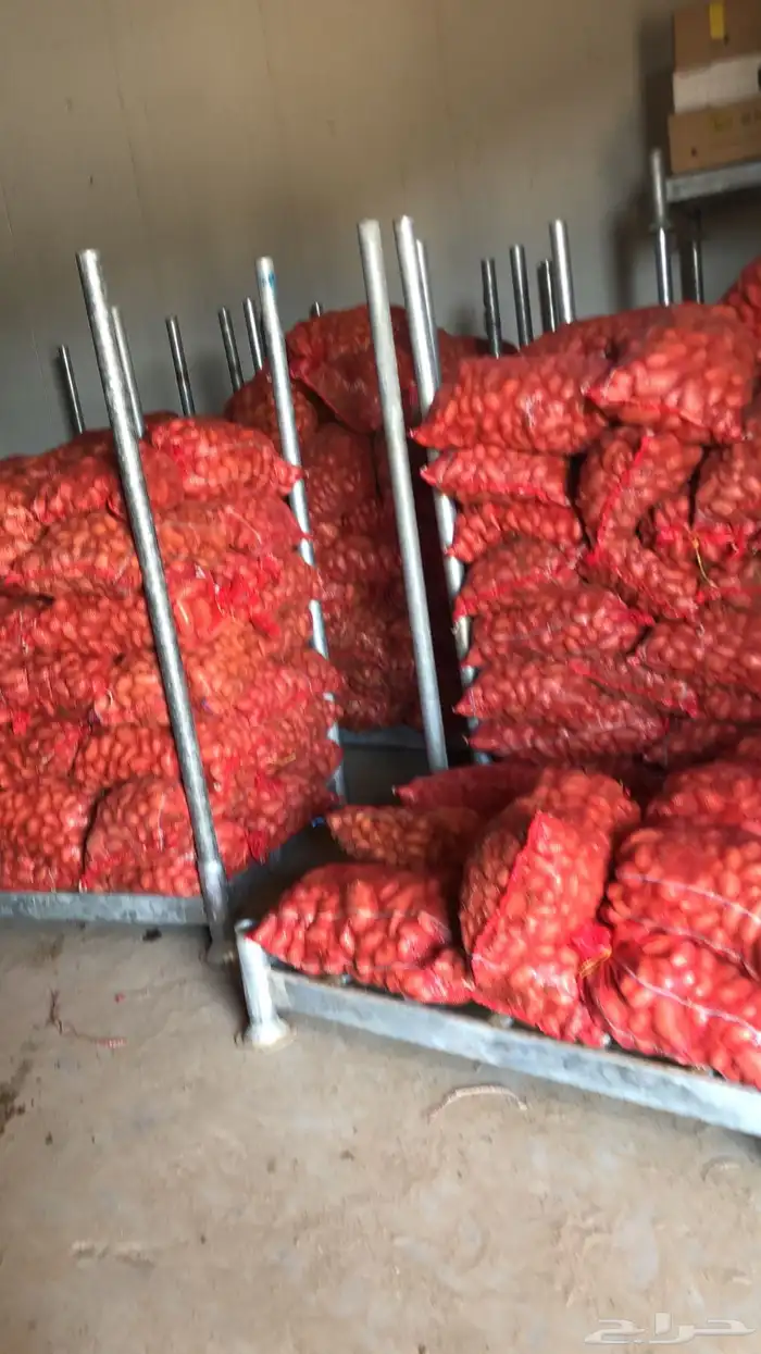 بذور بطاطس سبونتا نظيف مضمون والله يرزق الجميع 0