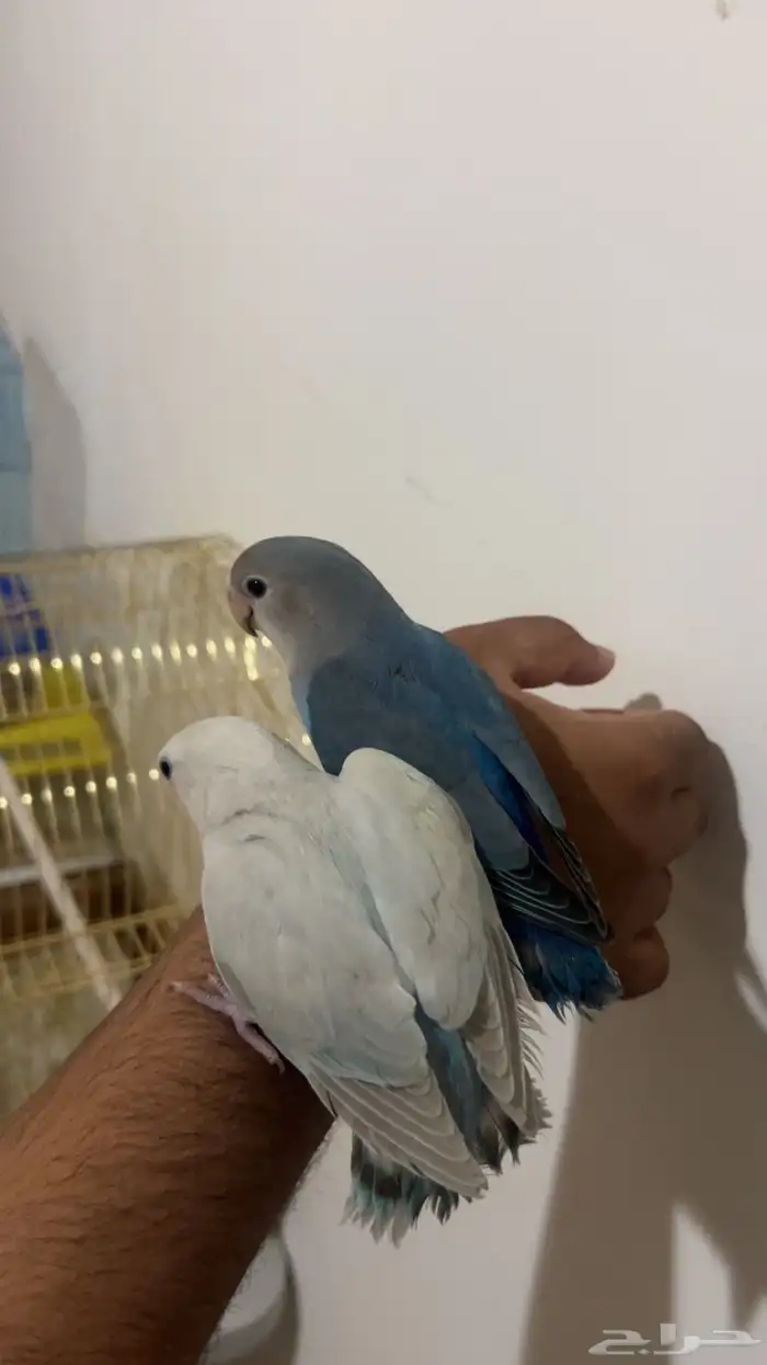 روزات اليفات وهدد والوان جميله فايلوت وبال فالو 1