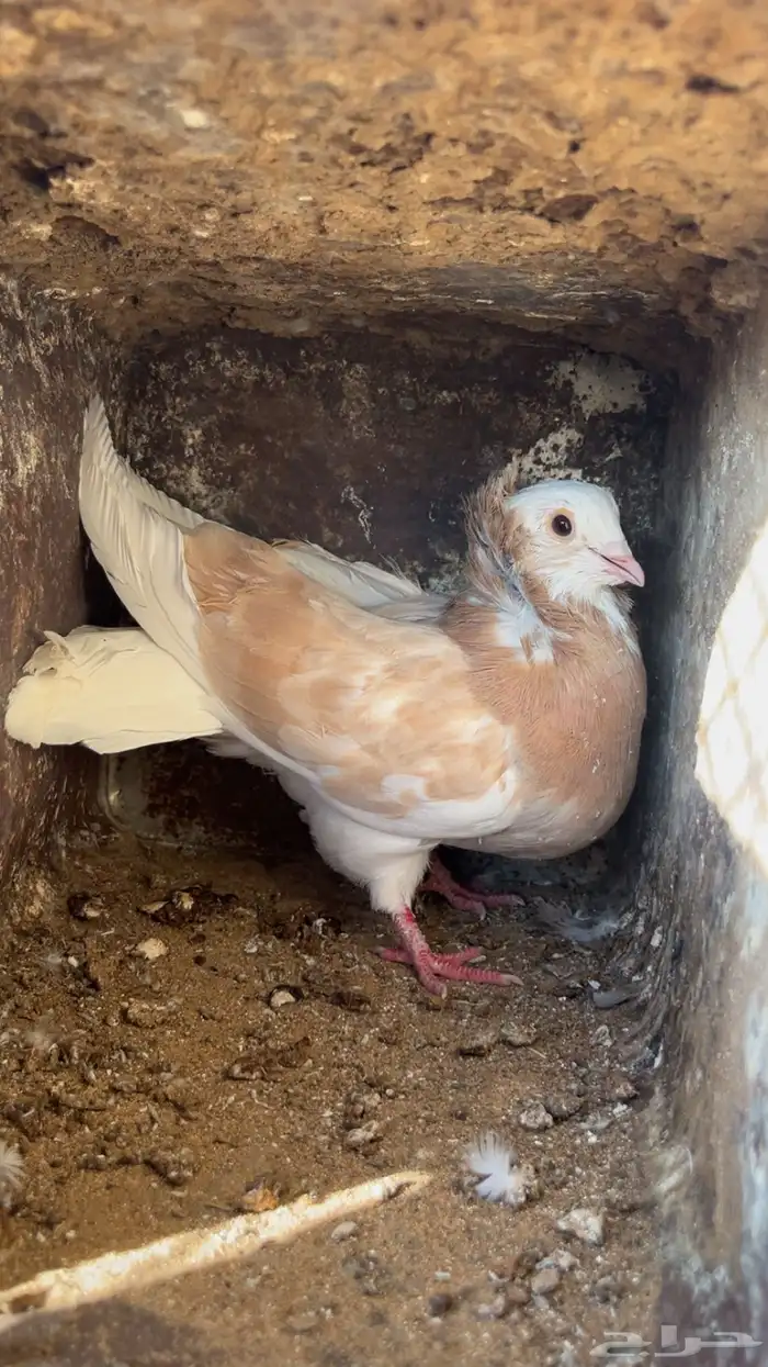 حمام للبيع 4