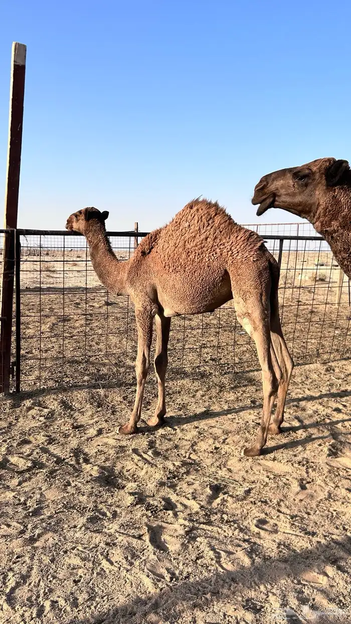 قعود لباني 0