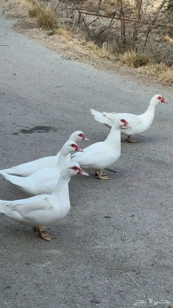 بط مصري منتج و حضان 7