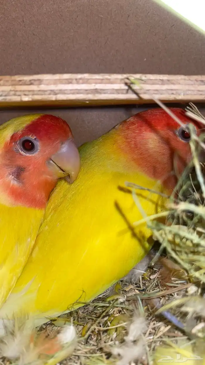 جوز روز منتج ومعه فرخ علئ السوم 2