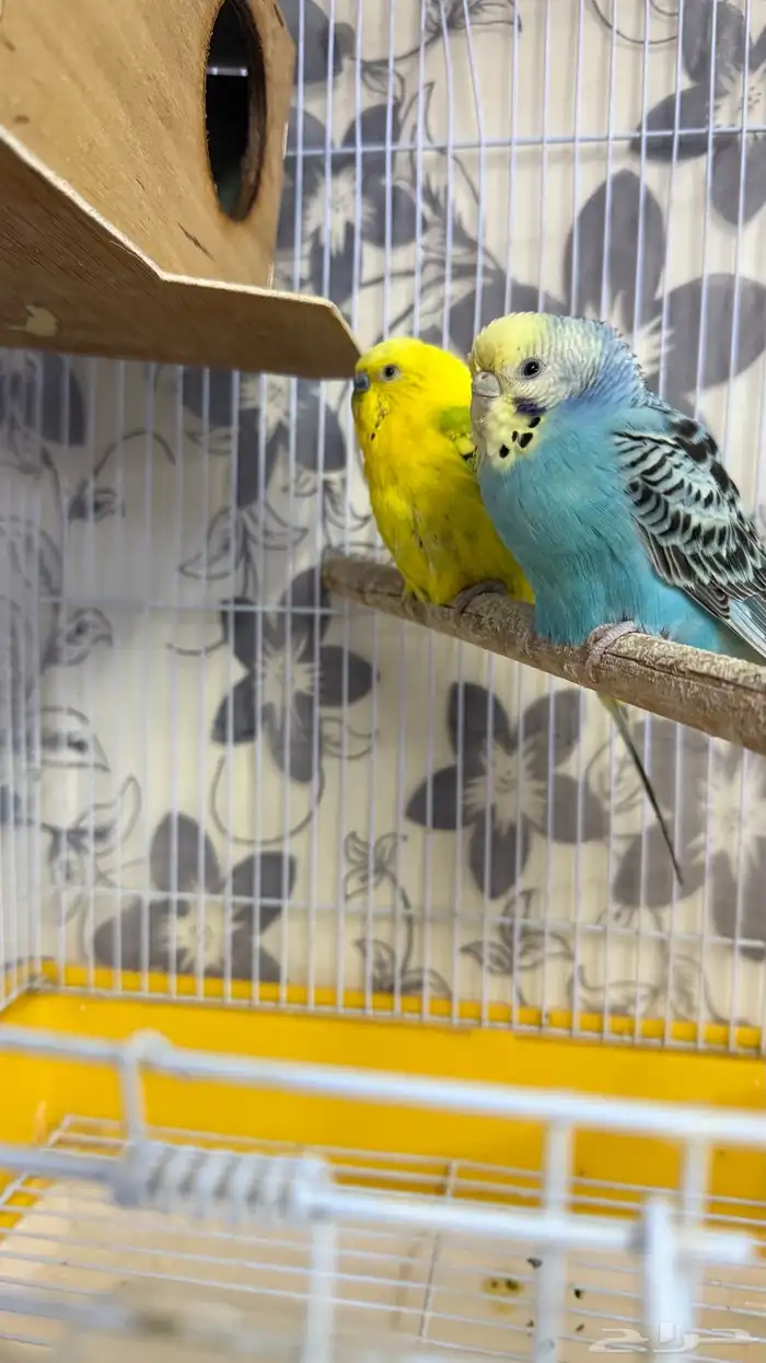 طيور الحب باددجي زوج مع كل ملحقاته 4