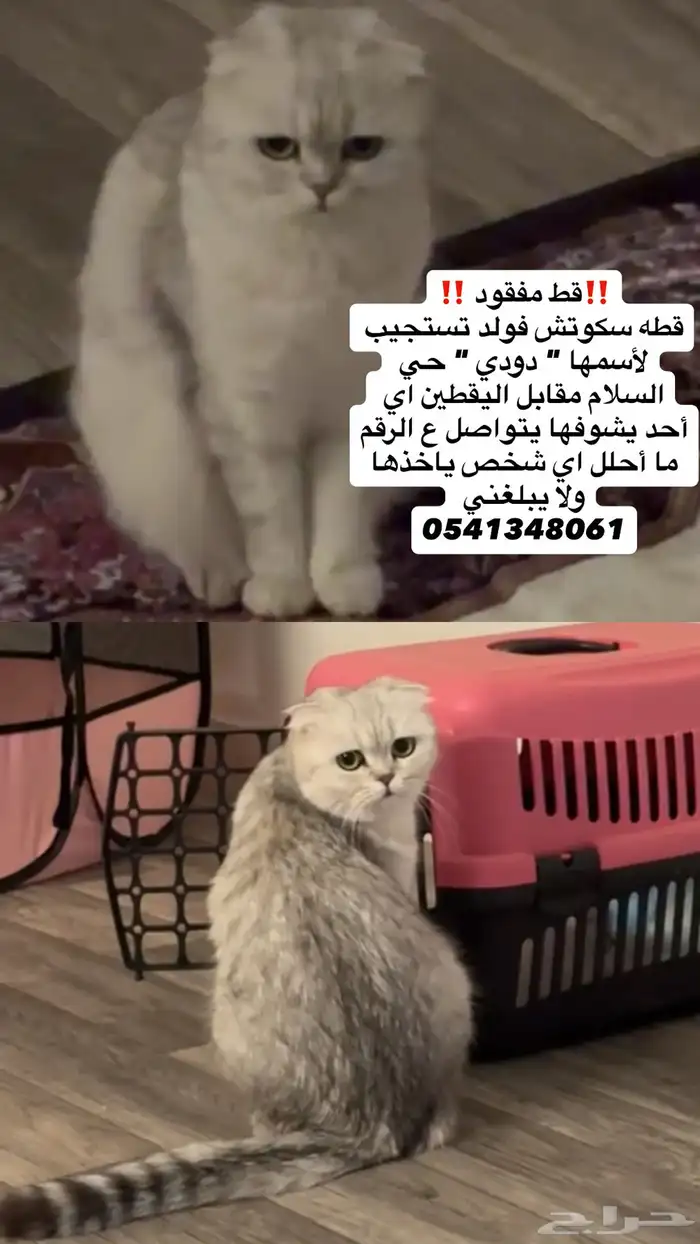 قطه مفقوده 0