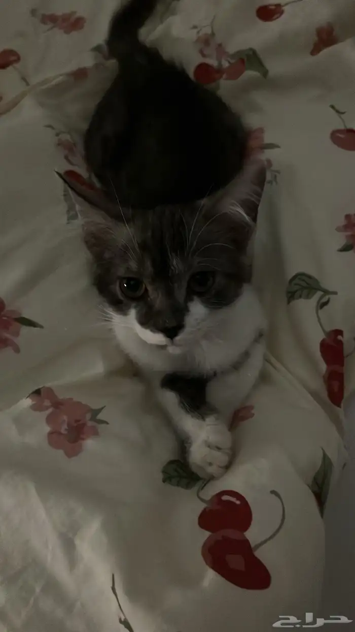 كيتن بلدي لتبني 3