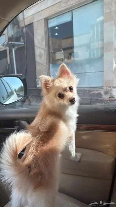 كلبه بومرينيان index