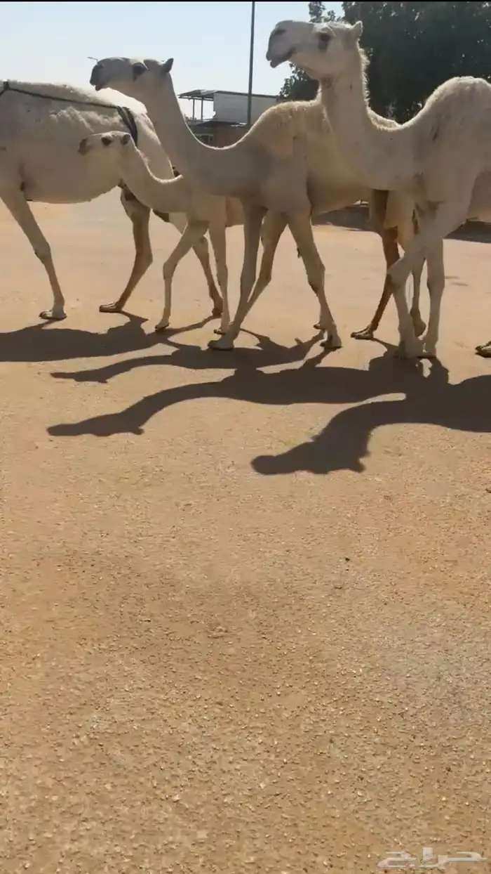 بكره حقه عل ولد مضيم 1