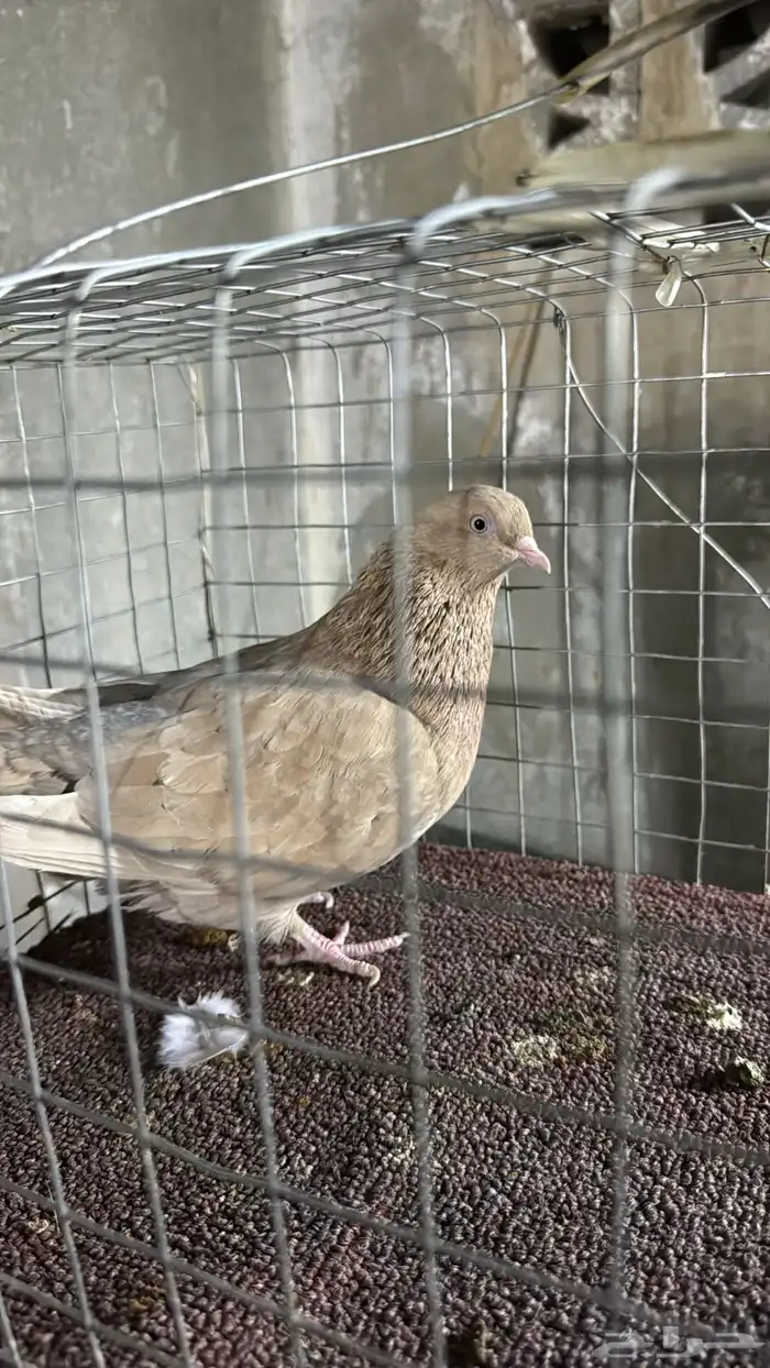 قلاب كوره 0