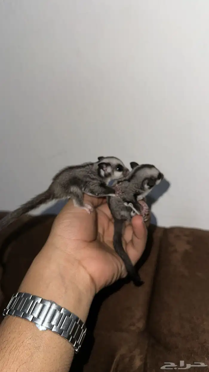 سنجاب شوقر قلايد 0