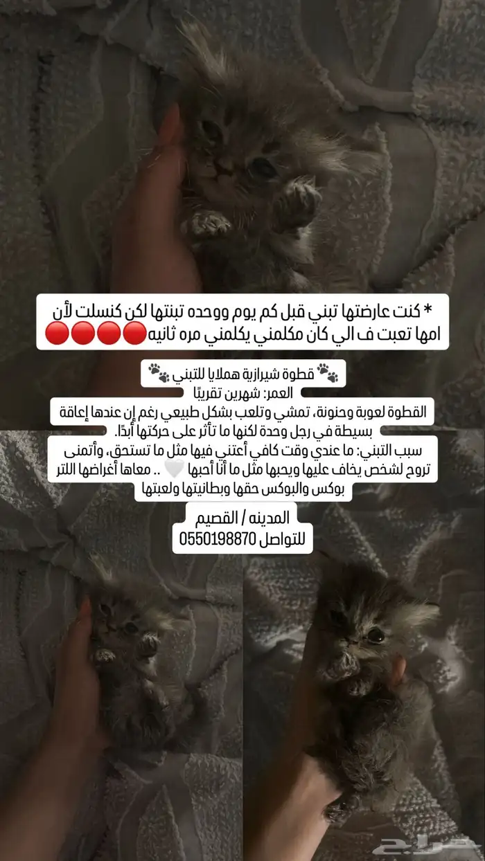 قطط للتبني 0