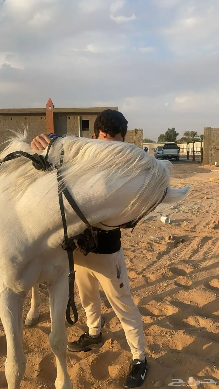 مربط السلطان 2