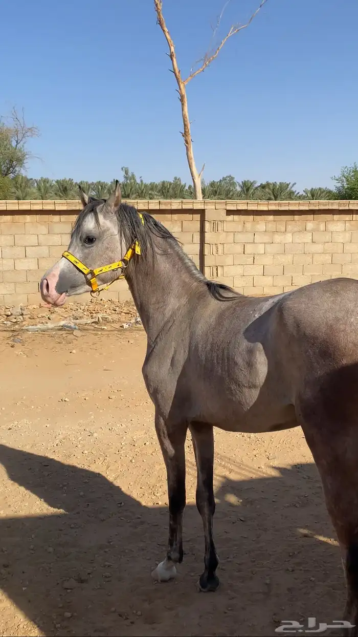 مهره شعبيه 1