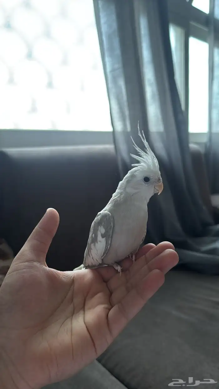 عصفور كروان هولندي أليف 9