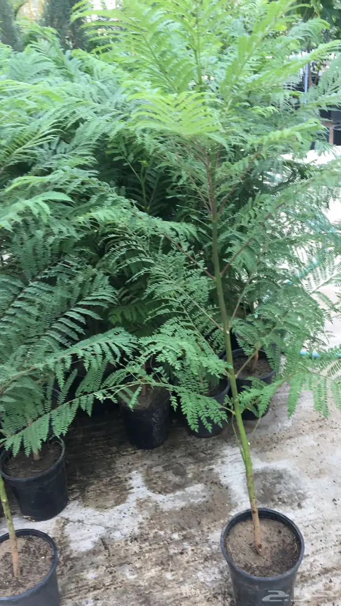 تنسيق الحدائق المنزلية 16