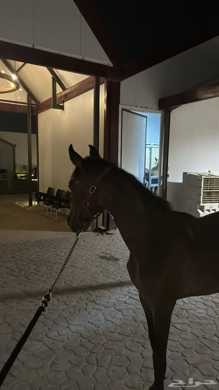 مهره شعبيه و ابوها واهو و دهماء شعبيه و عمرها 8 شهور 0