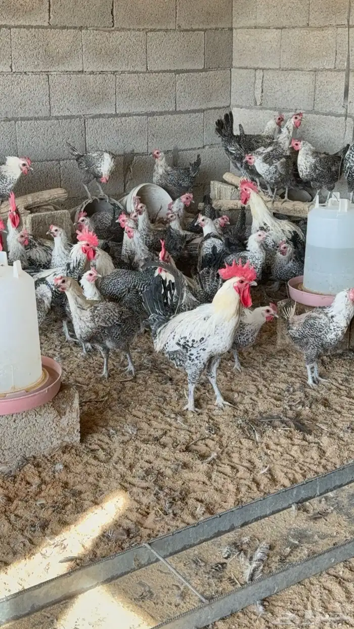 دجاج فيومي شبابي بياض 2