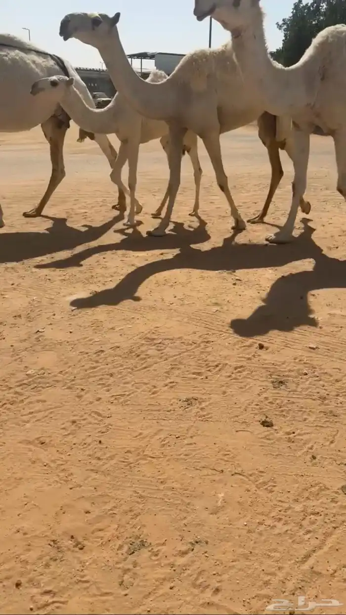 بكره حقه عل ولد مضيم 2