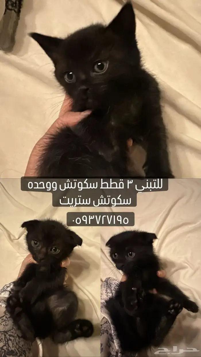 للتبني قطط سكوتش فولد 0