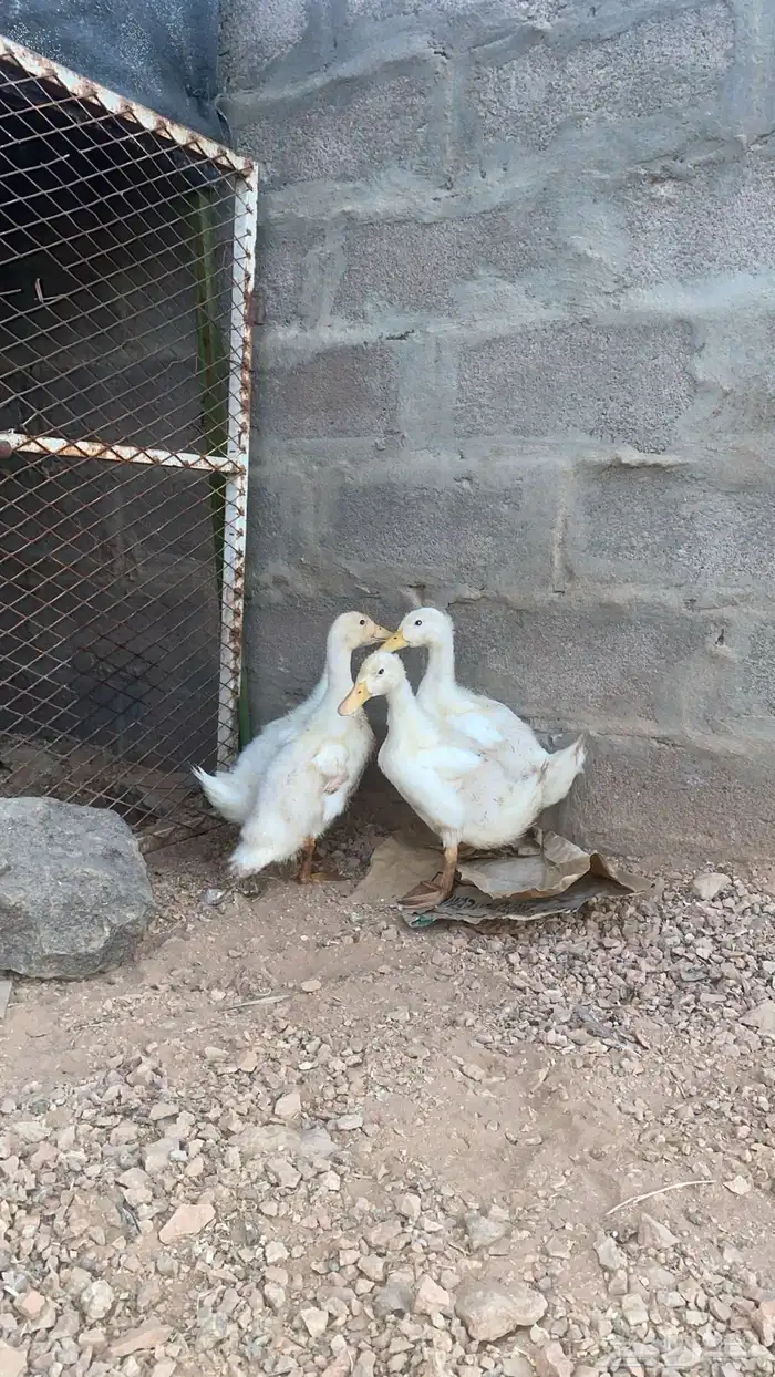 بط بكيني 0