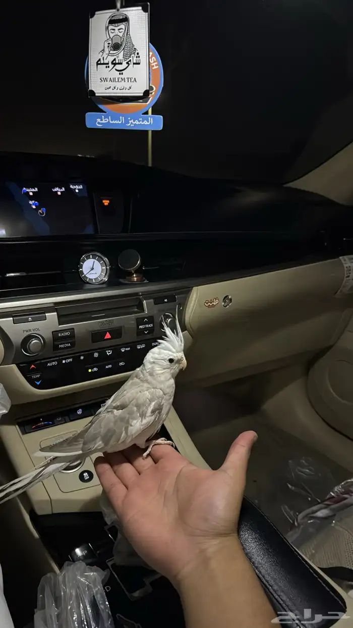 عصفور كروان هولندي أليف 10