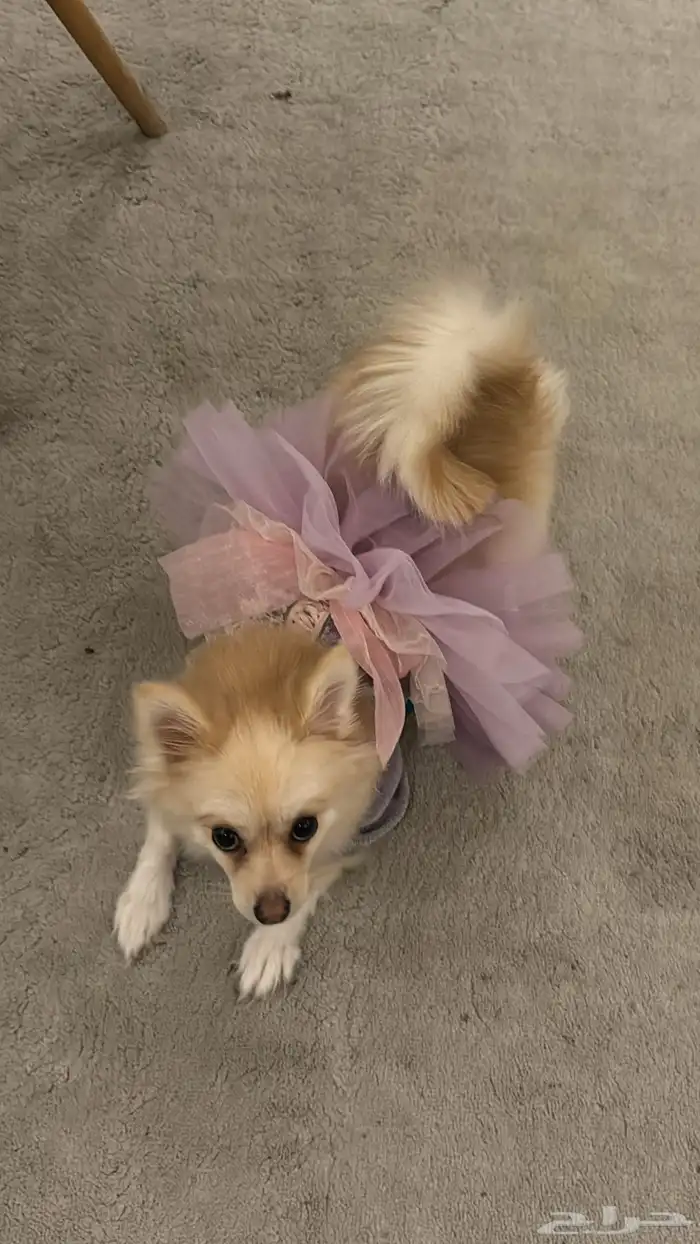 كلبه بومرينيان 2