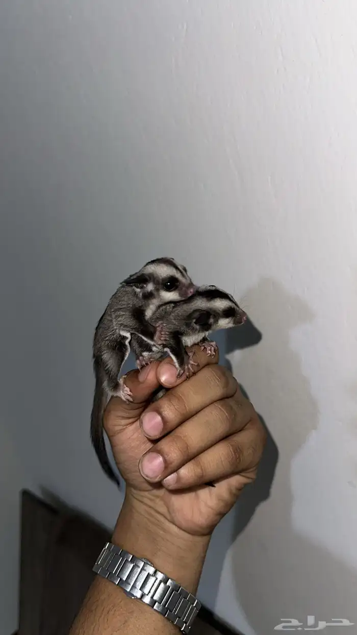 سنجاب شوقر قلايد 1