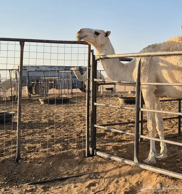 قعدان للبيع 0