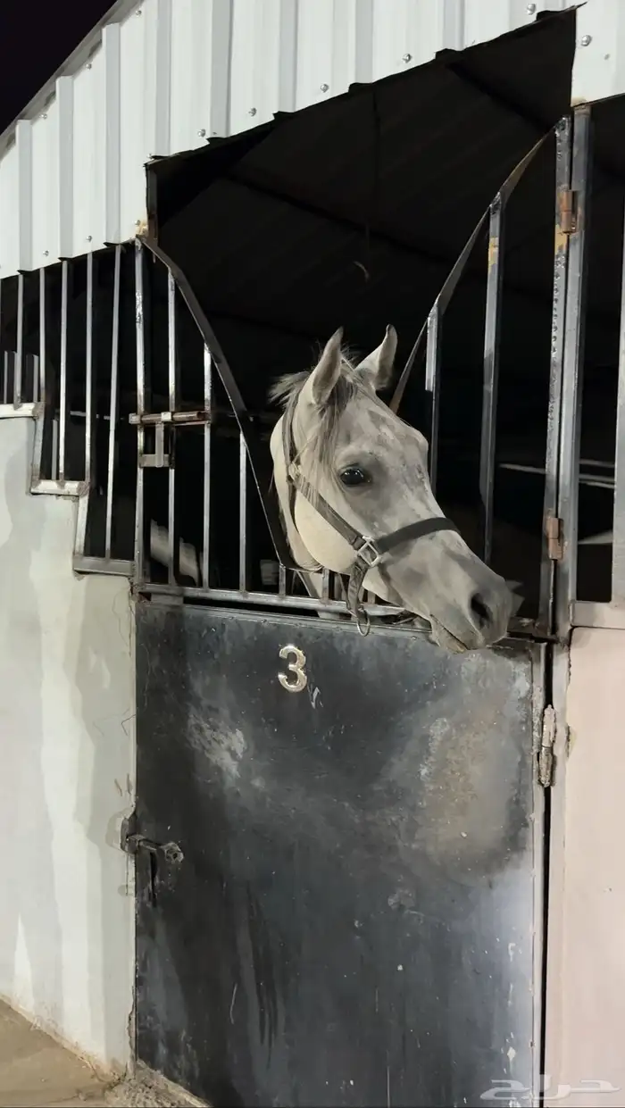 خيل عربي اصيل بدايت عسف خيل شيخ العمر 3 سنين 3