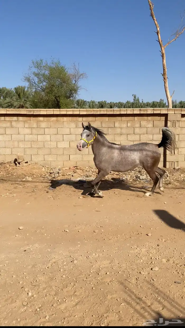 مهره شعبيه 3