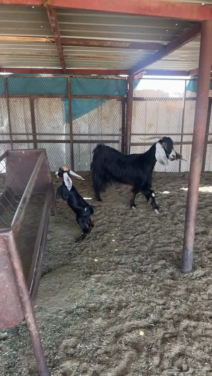 غرب المهد 100 كيلو 3