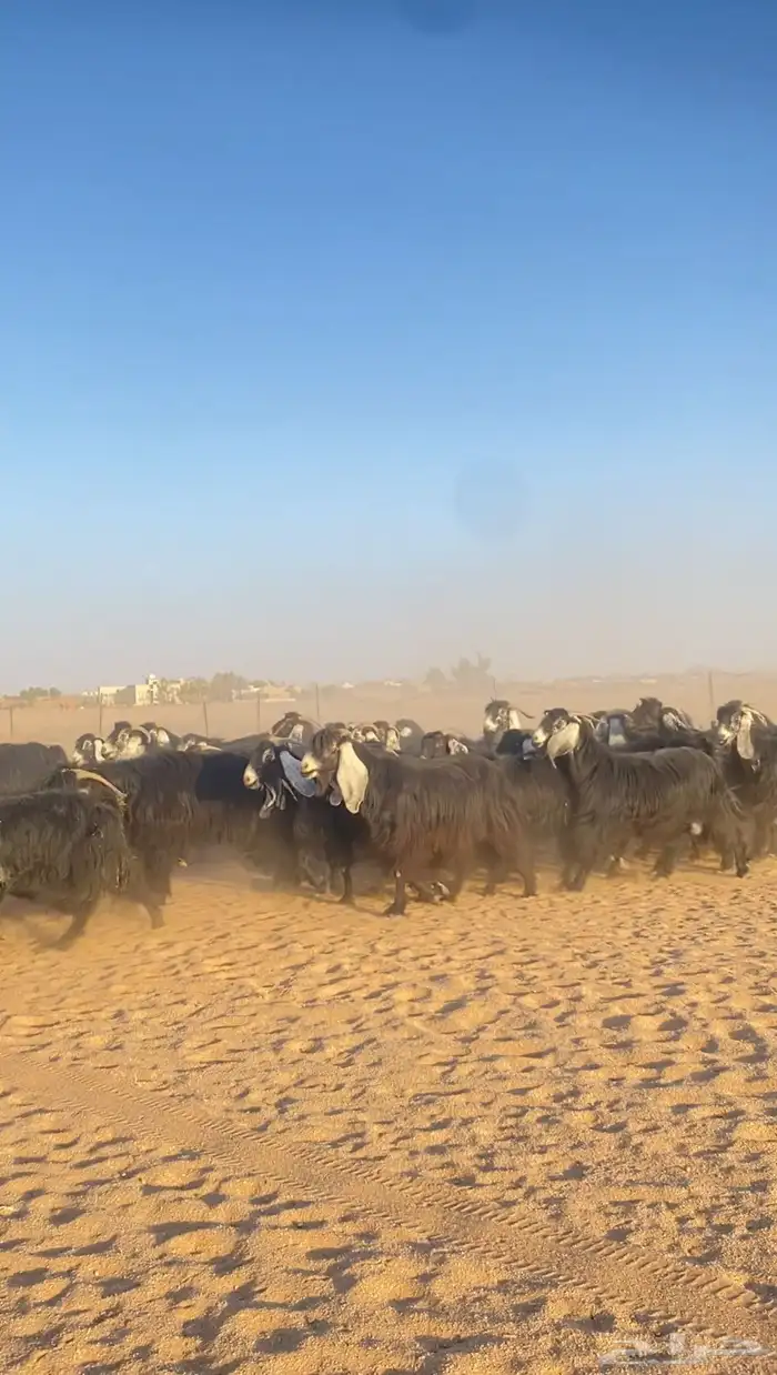 معزا عوارض صنف مراح كامل خوات بعض 1