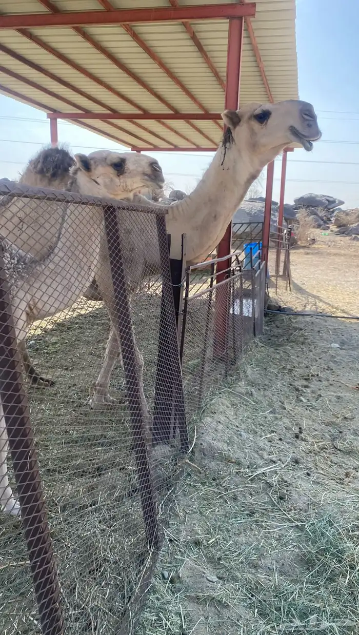 للبيع فحل اشقح ولد خزام بعير حريب التمر 4