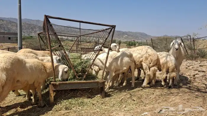 خرفان ذبايح 1