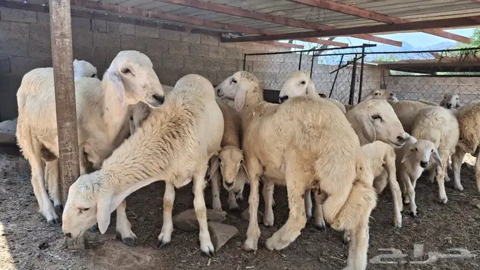 خرفان ذبايح 2