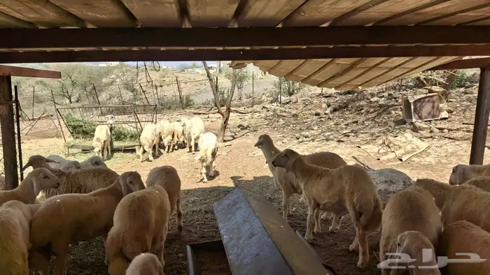 خرفان ذبايح 3