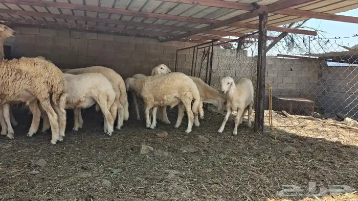 خرفان ذبايح 0