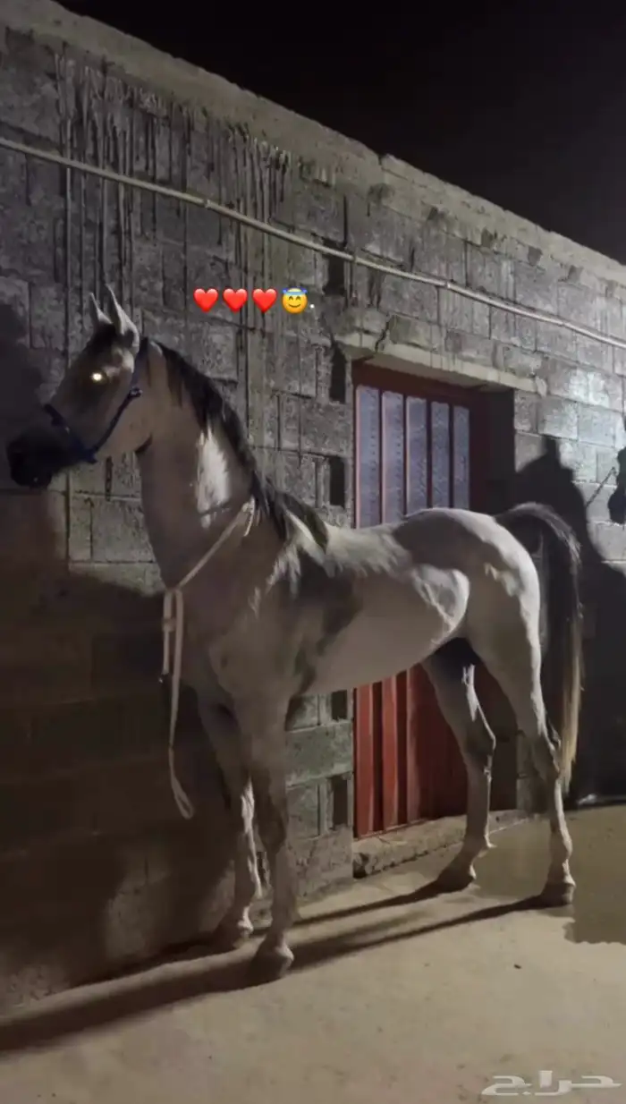 حصان كفو للبيع 3