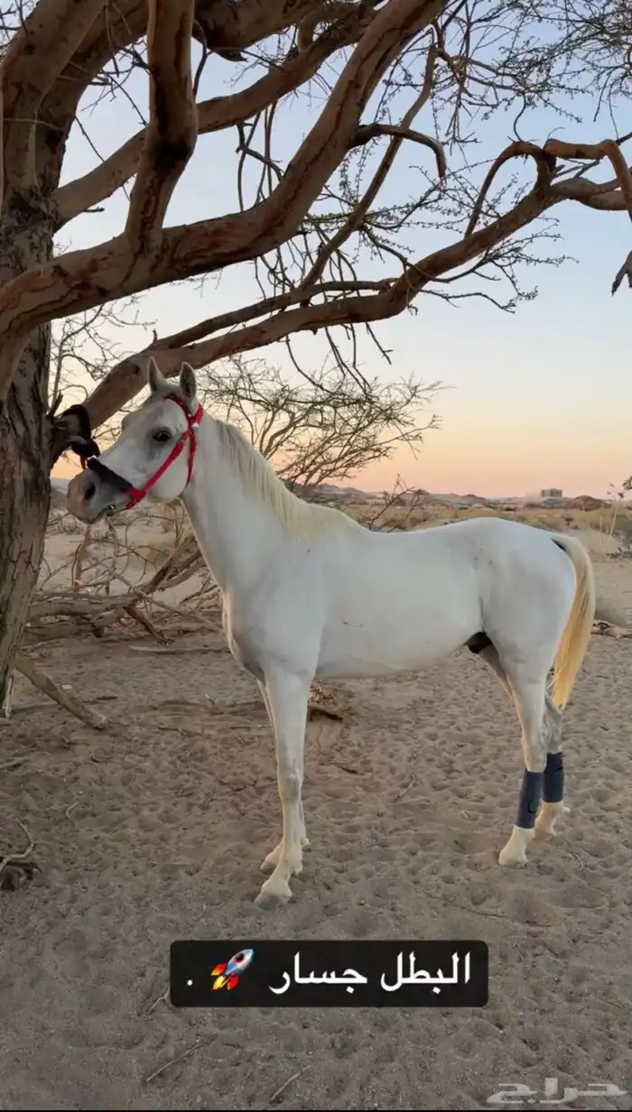 حصان عربي والبيع شعبي 0