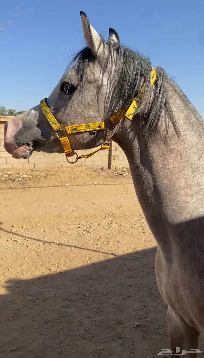 مهره شعبيه 0