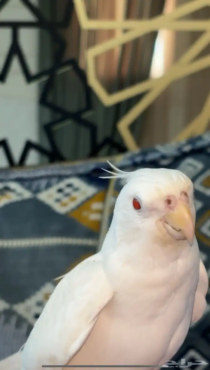 كروان البينو 1