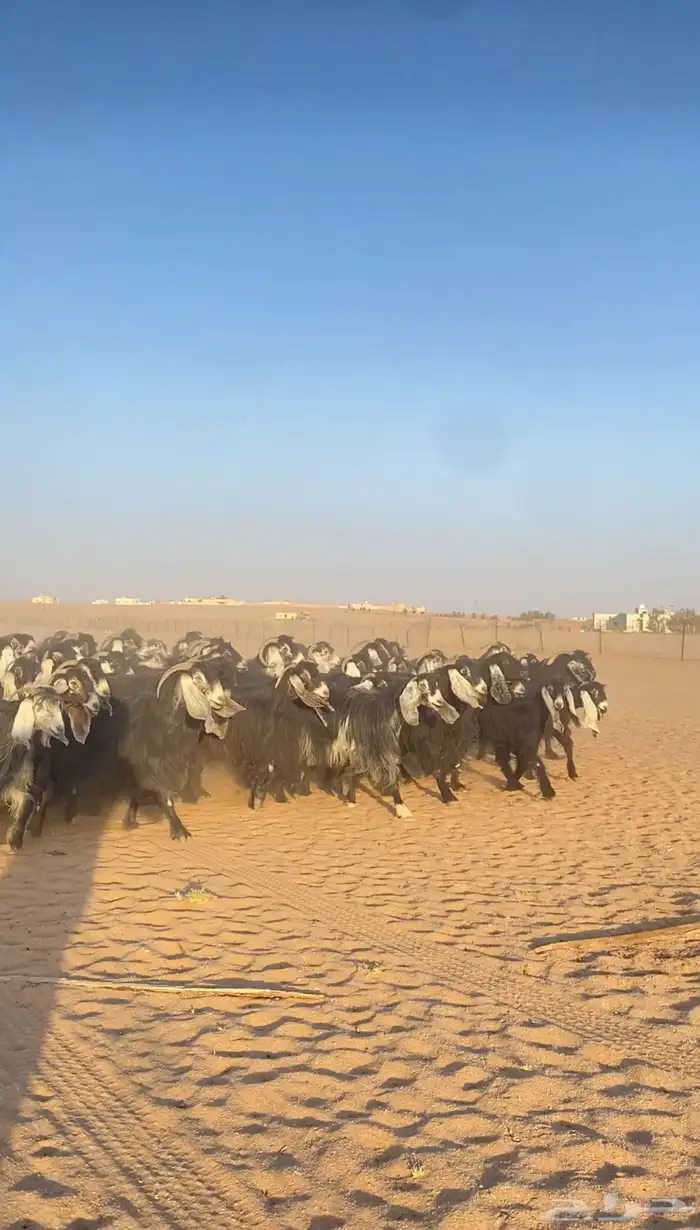 معزا عوارض صنف مراح كامل خوات بعض 2