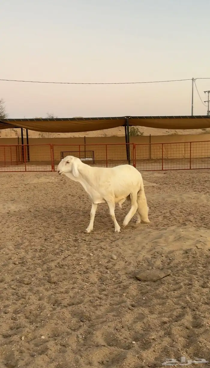 مشروع فحل سواكني 0