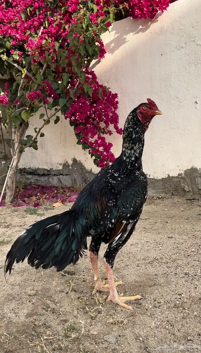 زوج سندي بطل 2