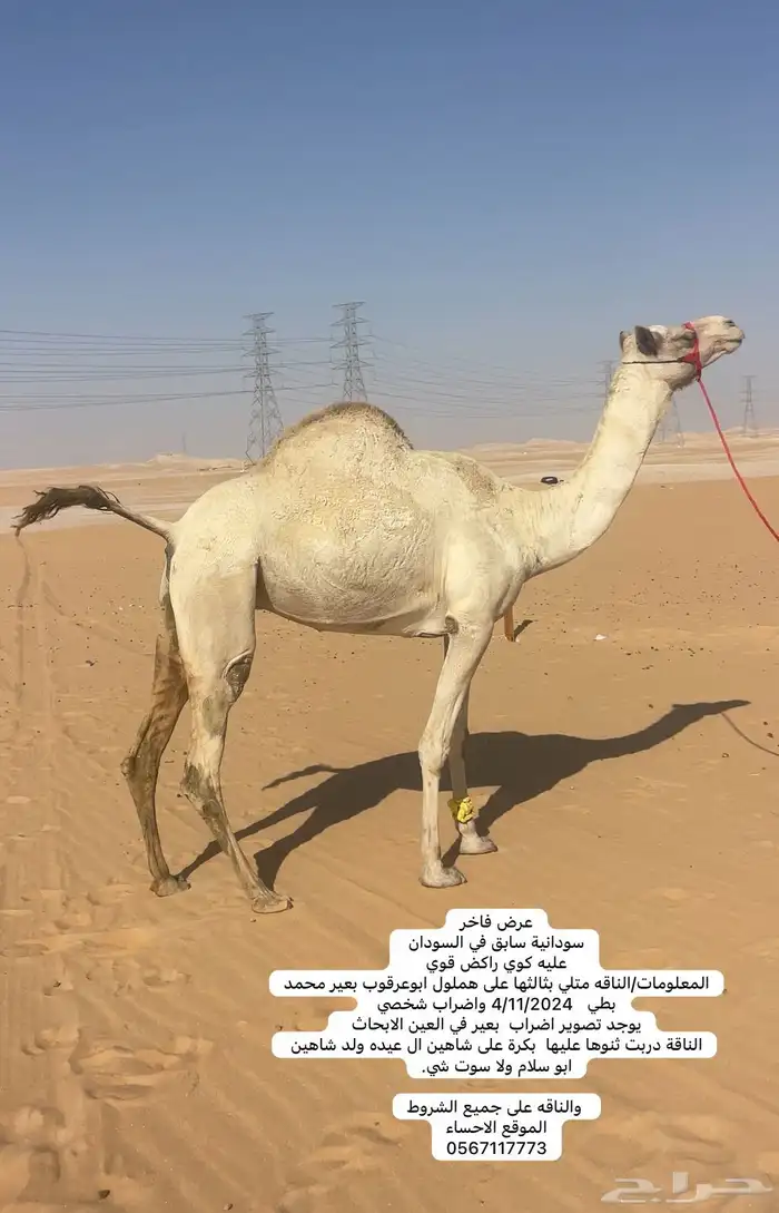 سودانيه متلي فحل كفو هملول ابن بطي 0