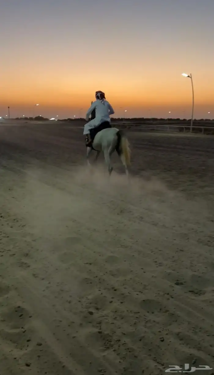 حصان شعبي للبيع 2