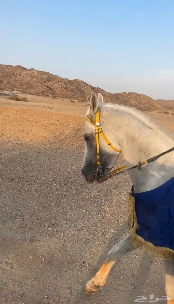 خيل جزيري 2